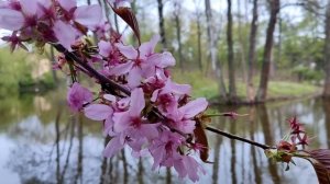 Сакура в Петербурге