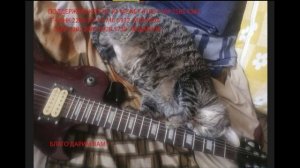 КОТОВИЙ МУЗИК