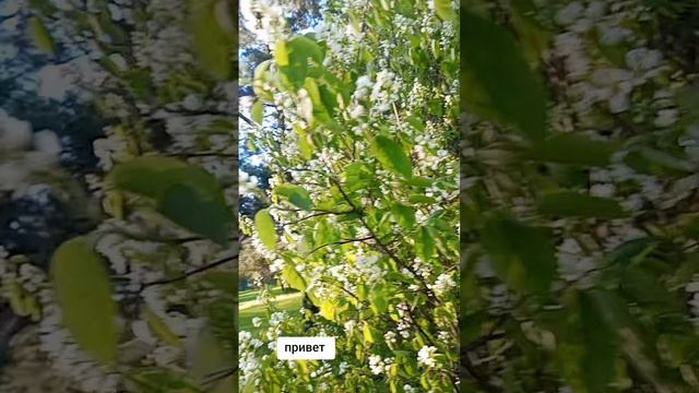 Рубрика  Широка красота