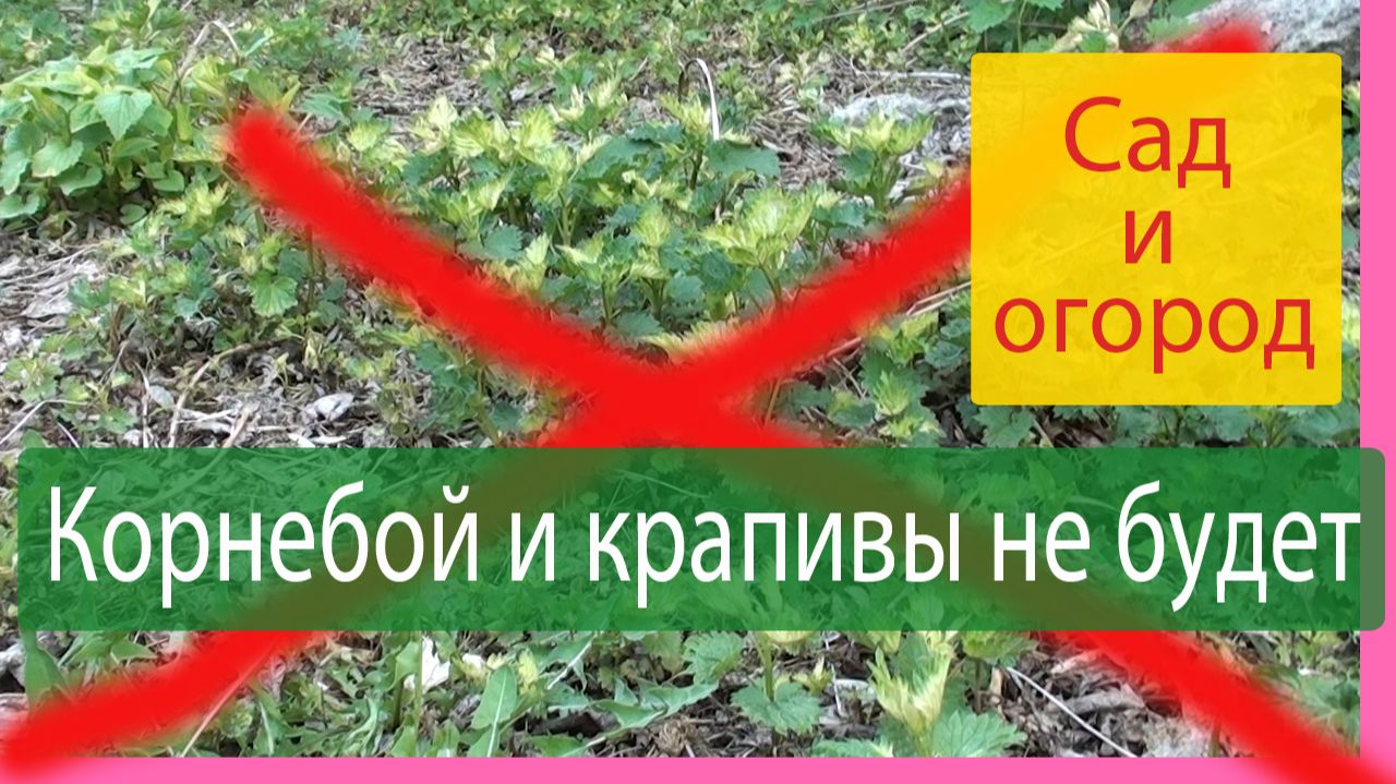 Корнебой и Крапивы не будет