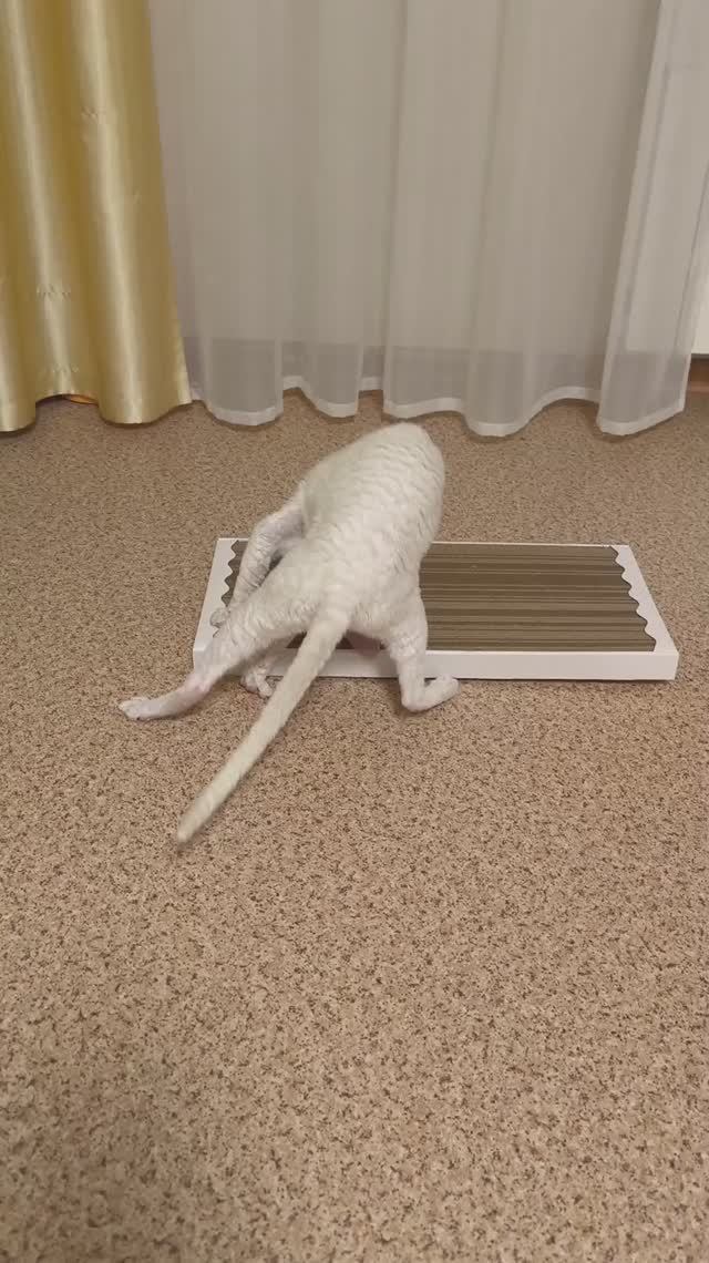 Кошка Мона кайфуля