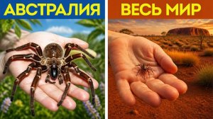 Почему в Австралии насекомые такие огромные? ⚠️