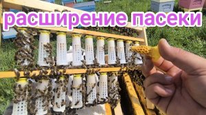 Как сделать отводок пчёл. Пчеловодство Владимирской области!