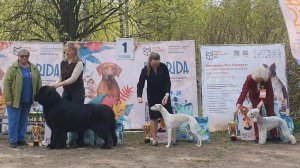 09.05.2026, СПб. Клуб «СПбГКСС» (РКФ, РФСС). Выставка собак всех пород «ДОГ ЭКСПО» (САС, ЧРКФ)