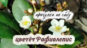 Цветёт Рафиолепис, каменный Дуб растёт и другие тоже радуют