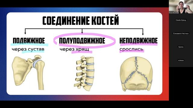 Кости. Скелет (сб 11-30)