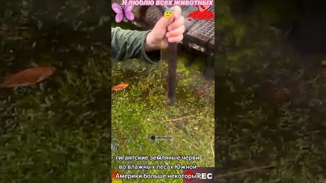 Я люблю всех животных😇