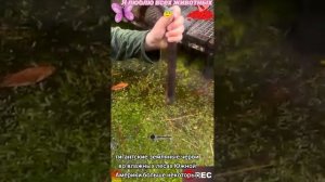 Я люблю всех животных😇