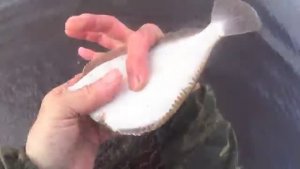 ДЁРГАЮ РЫБУ С КОЛЬЕВ! ТУТ НАЦЕПЛЯЛАСЬ ВСЯКАЯ МОРСКАЯ! НАВАГА.КАМБАЛА! И ЭТО!!!