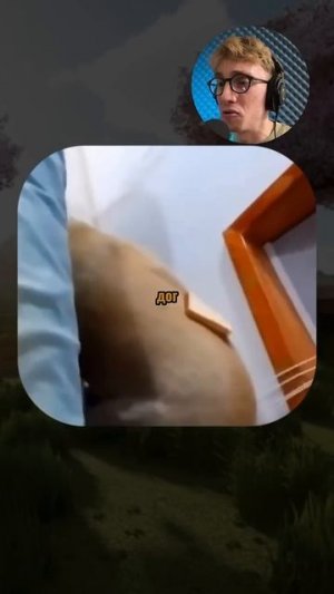 ВИРУСНЫЕ_ВИДЕО_Кота_укусила_пчела_🐝