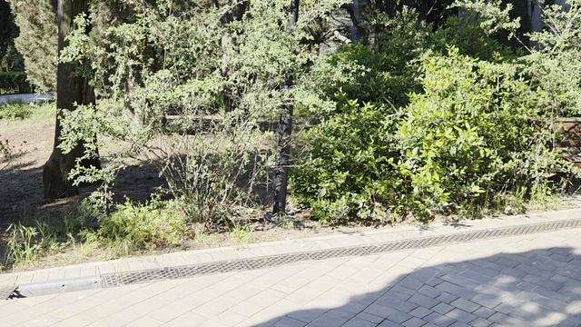 Прогулка по Массандровскому парку.Часть 2.Красота рукотворная и Озеро Веселых Черепах смотреть онлайн