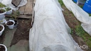 //224// Высадила перцы.На ужин приготовили сосиски на мангале.