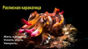 💀 Синяя кровь и три сердца🎭 Дьявол в фиолетовом плаще.