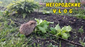 Веселая прогулка Кнопки и Сникерса. 12.05.26