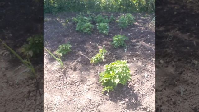 🫠🫠🫠ОБЗОР ПО МОЕМУ ОГОРОДУ 🫡🫡🫡 смотреть онлайн