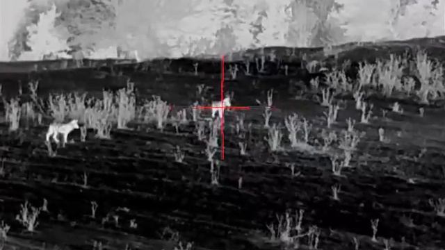 Ночная охота на волка с тепловизионным прицелом