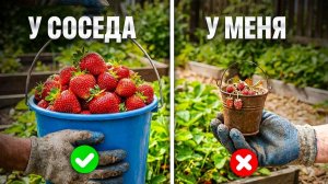 Из-за этого вы ГОДАМИ сидите БЕЗ КЛУБНИКИ!