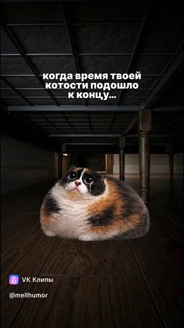 Котость