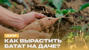 Не сажайте, пока не посмотрите! Батат, лук и секреты для дачников | Рецепт идеального грунта | Дача