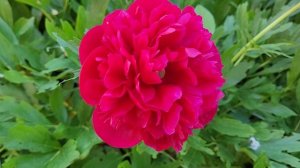 🌺 ПИОН Оффициналис Рубра Плена.