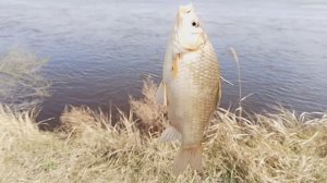 УДОЧКА ОБЛОВИЛА ТРИ СПИННИНГА