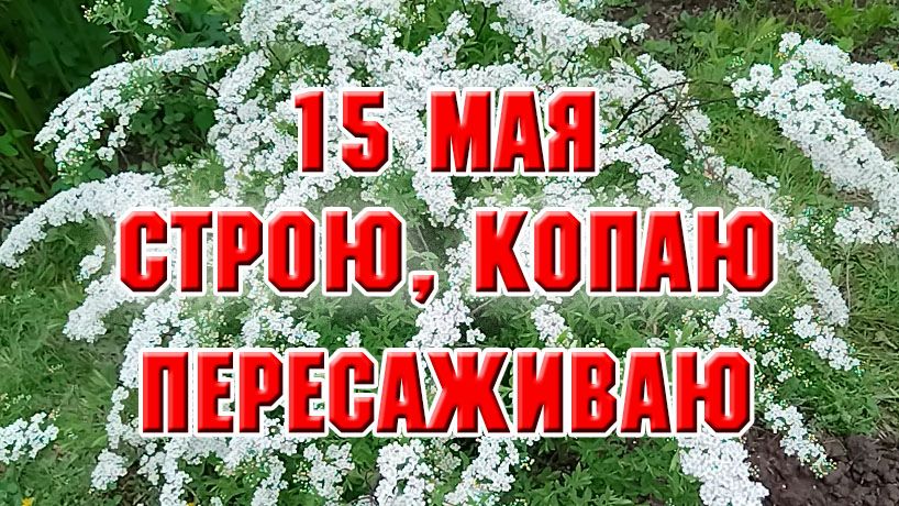 15 мая. Начала делать новую зону отдыха. Перекопала клумбы и высадила новые цветы