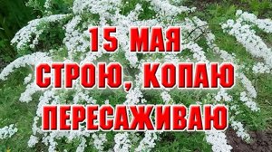 15 мая. Начала делать новую зону отдыха. Перекопала клумбы и высадила новые цветы