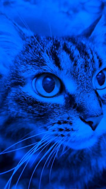 моя кошка 2 смотреть онлайн