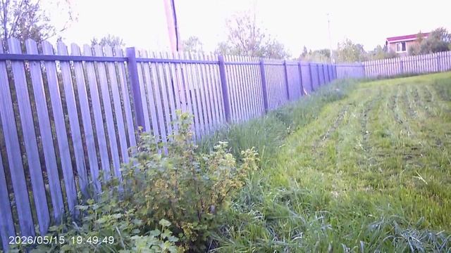 Газон третий год  растёт и не плохо ЧТО РАДУЕТ