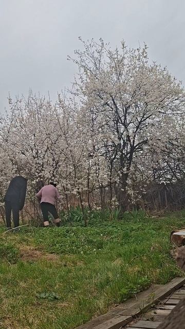 В деревне в огороде мы