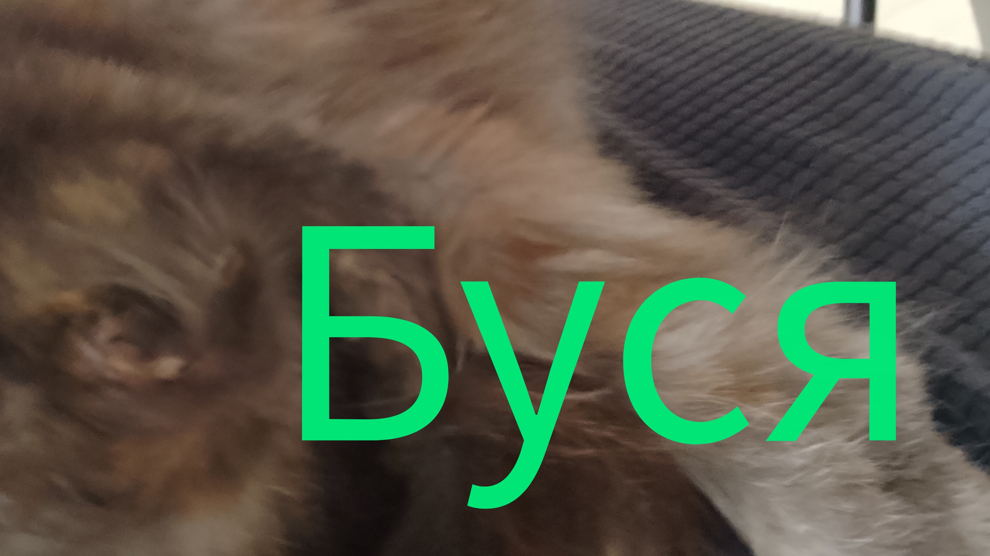 кошка Буська смотреть онлайн
