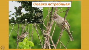 Славка ястребиная. Бормочущее пение и громкое тарахтение в колючих зарослях