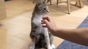 Как ПРАВИЛЬНО Наказать Кошку, Чтобы Она Поняла (а не боялась)