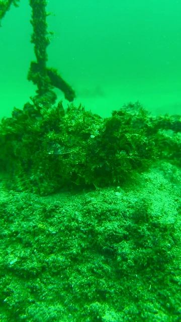 🐟 Каменная морская рыба — мастер маскировки 🌊🪨