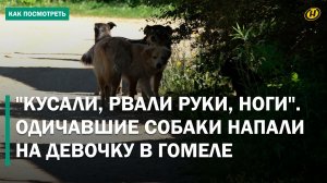 БЕЗДОМНЫЕ СОБАКИ ДЕРЖАТ В СТРАХЕ ЛЮДЕЙ: нападение на ребенка, кто виноват, какие меры принимаются