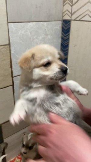 Пушистые малыши лайки ждут своих хозяев: приезжайте знакомиться!