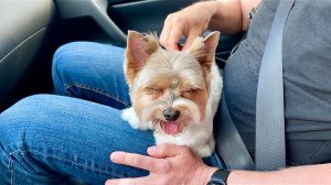 Утро с Милкой: лечим живот, завтрак, торты от Маши и обзор чарджера ☕🐕