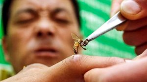 Апитерапия - панацея от множества болезней. Укус пчелы# вред или укрепление здоровья#