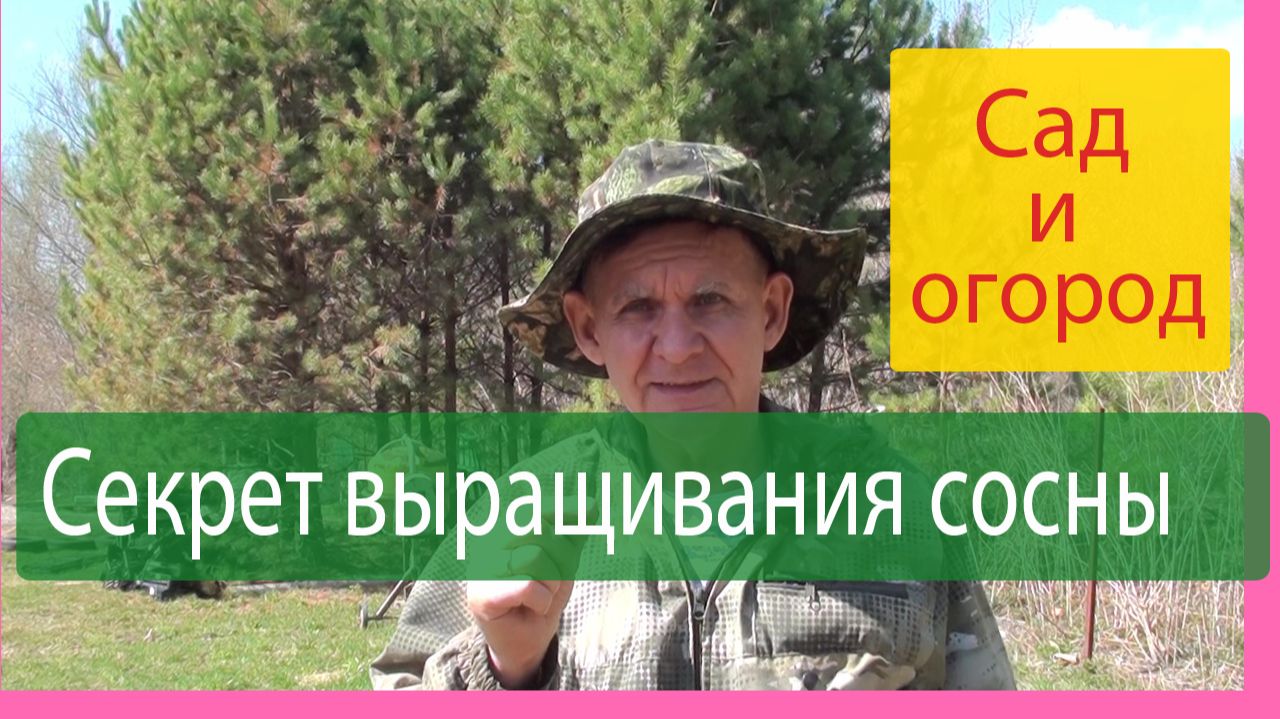 Выращивание сосны: один простой секрет успеха