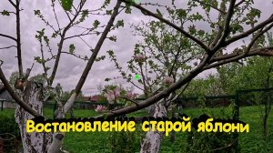 «Восстановление старой яблони.»#сад#огород#дача