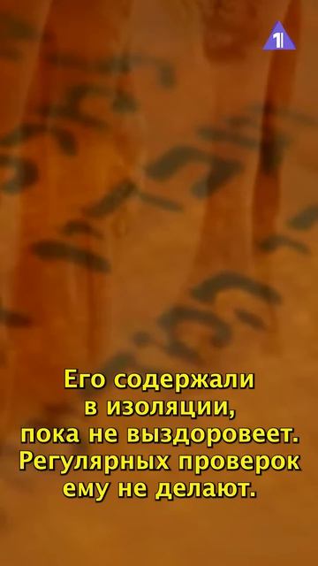 Недельная глава Тазриа Мецора