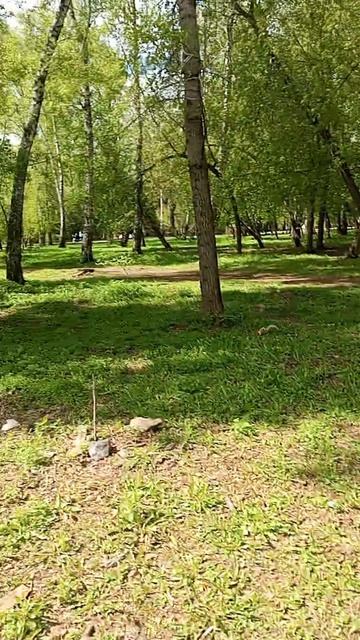 музыкальная пауза