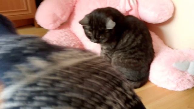Обзор на кота
