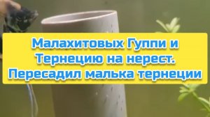 Малахитовых Гуппи и Тернецию на нерест. Пересадила малька Тернеции