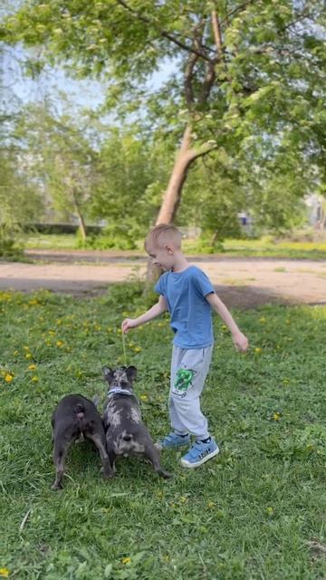 одуванчик