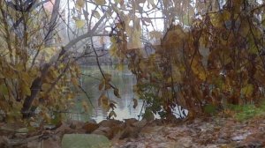 У вас на Новый год все поместятся и доехать будет удобно. Решила за нас свекровь. А мы уши развесили