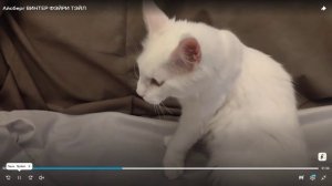 Конкурс ЛУЧШИЙ В КЛАССЕ КОТЯТ (коты) на 32-й выставке кошек PCA 16 мая 2026г
