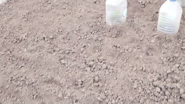 Жизнь пенсионеров.Всё зеленеет.