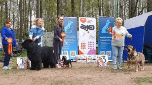 10.05.2026, СПб. Клуб «Кеннел-Клуб СПб». Выставка собак CAC 2 группы FCI