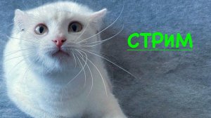Танки на выбор зрителей